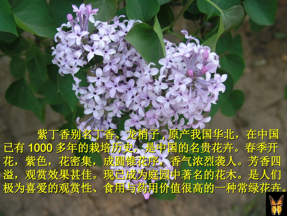 人教版小学二年级语文上册第5课《一株紫丁香》PPT课件) (2)_第3页