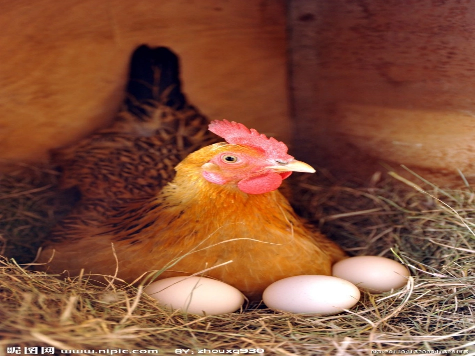 《母鸡》教学课件_第2页