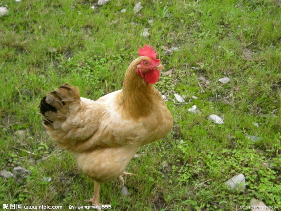 《母鸡》教学课件_第3页