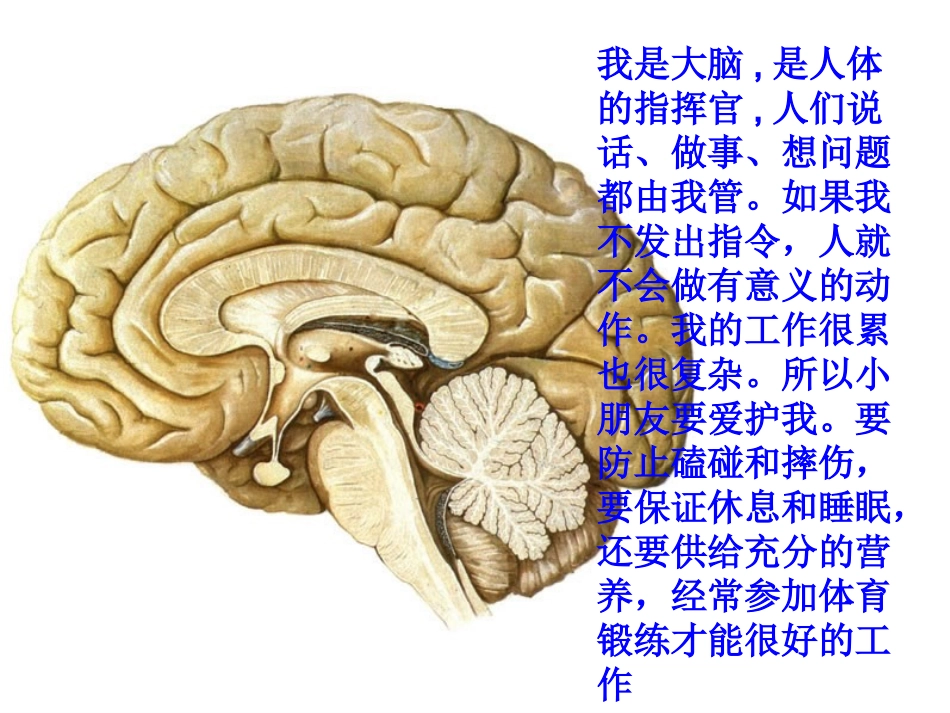 我们的身体[1]_第2页