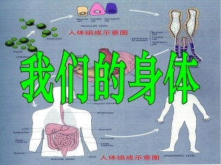 我们的身体[1]