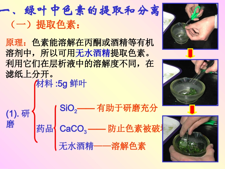 光合作用精制课件_第2页