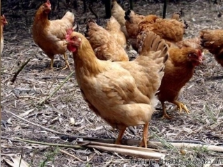 《母鸡》PPT课件