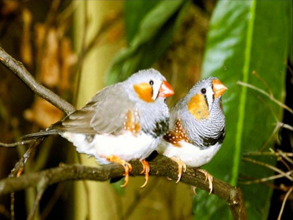 珍珠鸟PPT课件_第3页