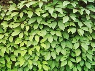 那片绿绿的爬山虎 (2)