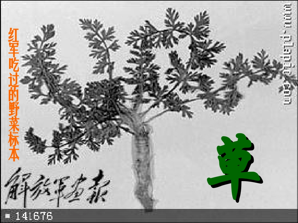 《草》课件（28页）_第3页