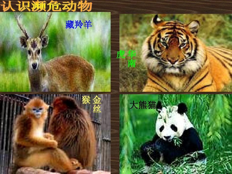 救救濒危动物课件_第3页