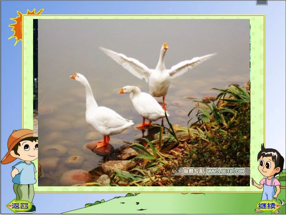白公鹅(完整课件)_第3页