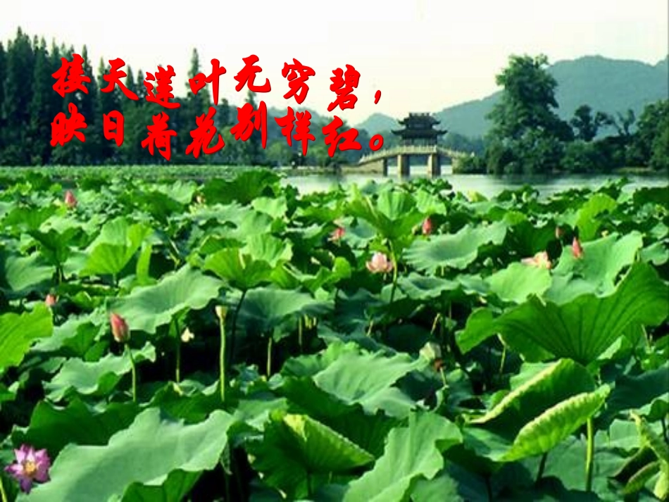 八年级语文上册_大自然的语言_第2页