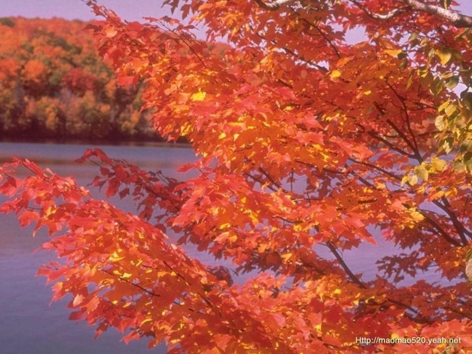 八年级语文上册_大自然的语言_第3页