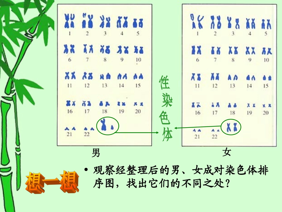 性别和性别决定_第3页