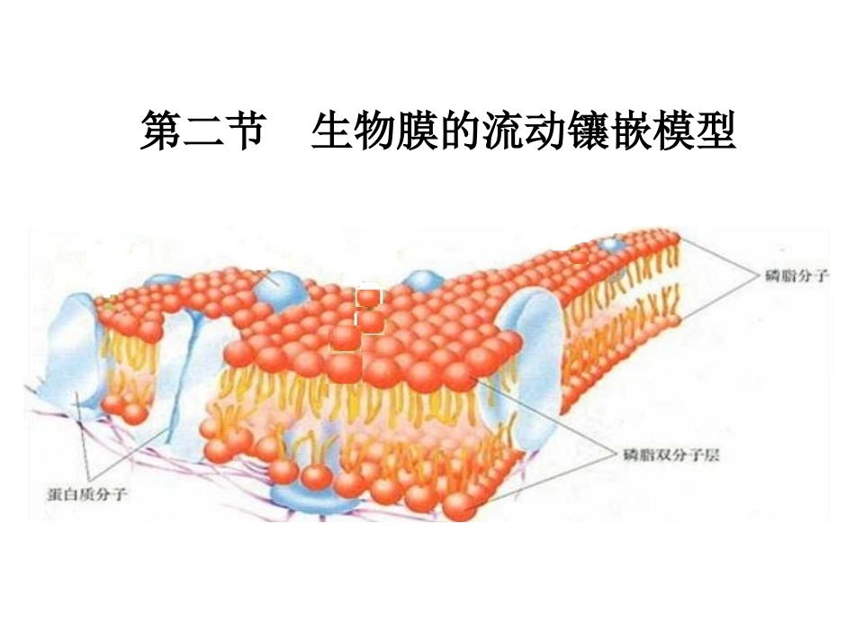 生物膜的流动镶嵌模型_第1页