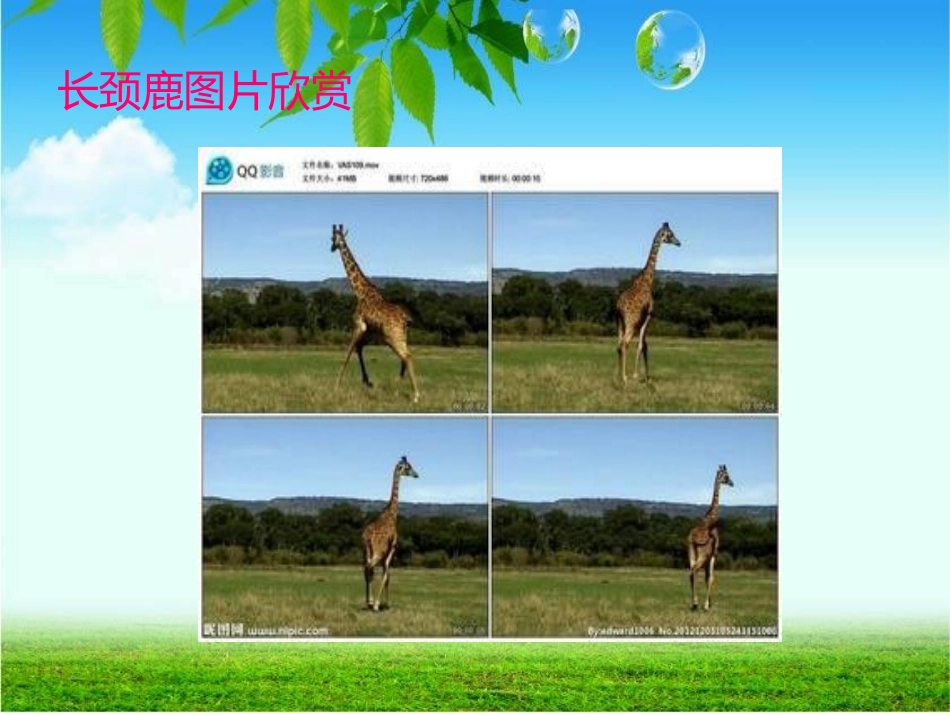第四周资源长颈鹿模仿操_第3页