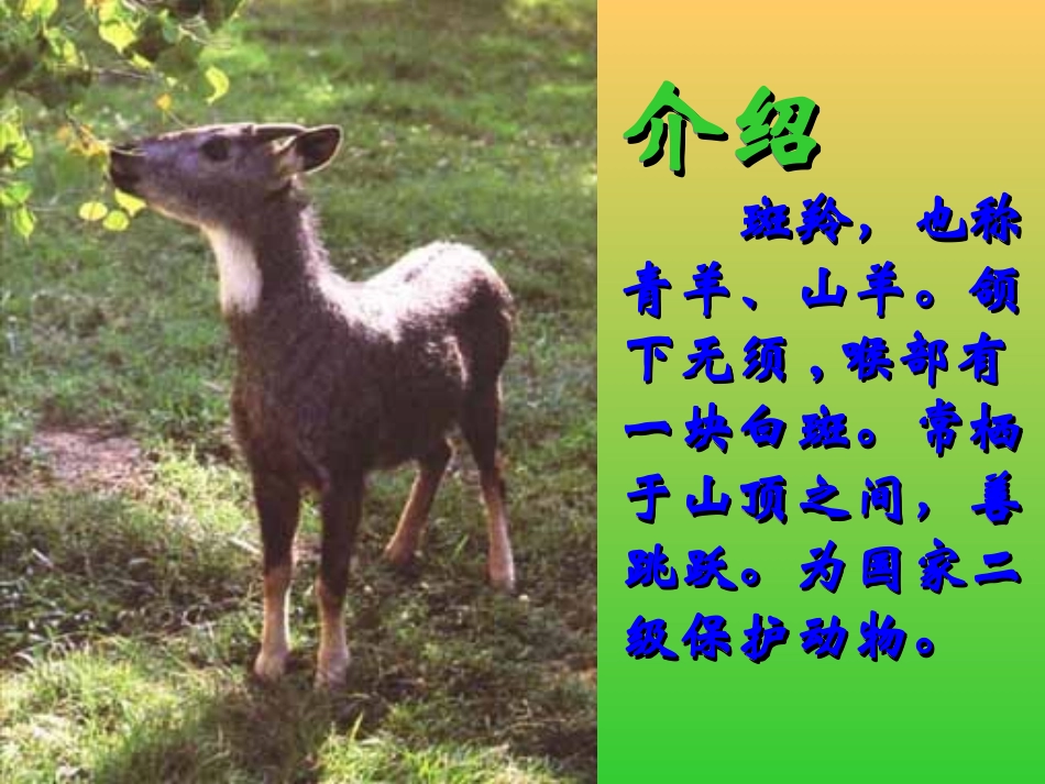 斑羚飞渡课件 (2)_第3页