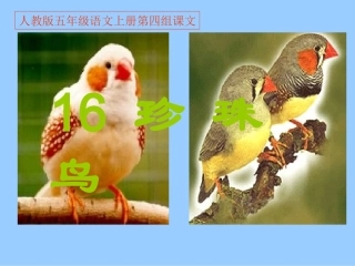 人教版五年级语文上册第四组《16珍珠鸟》PPT课件