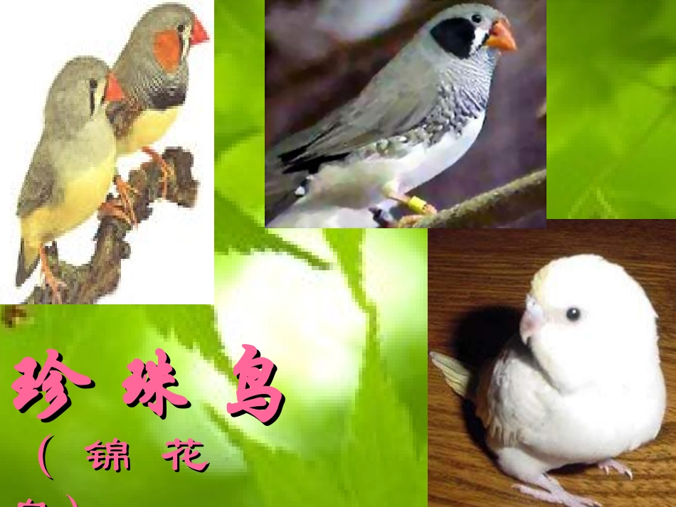 16、珍珠鸟_第1页