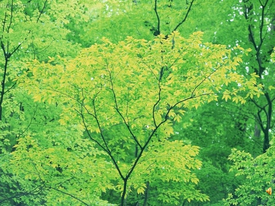 两只鸟蛋4.PPT_第1页