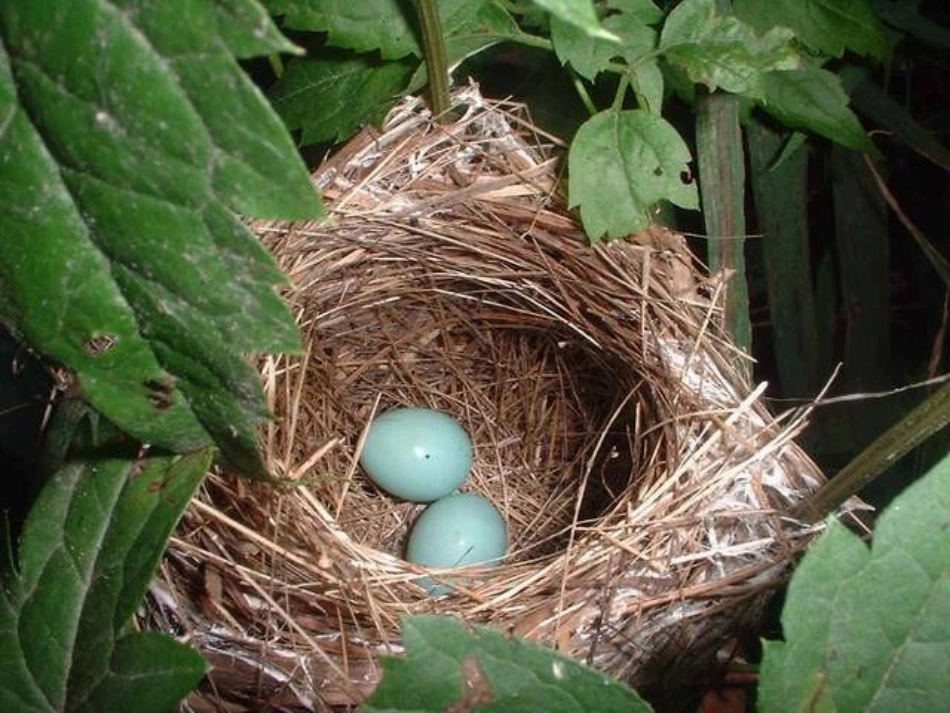 两只鸟蛋4.PPT_第2页