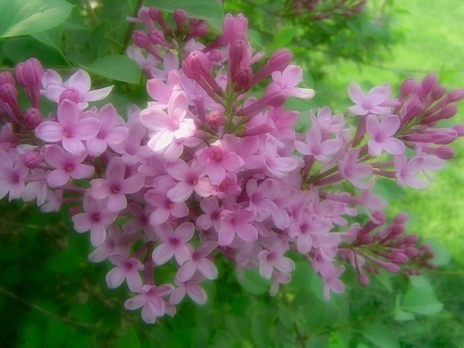 《一株紫丁香》PPT课件_第1页