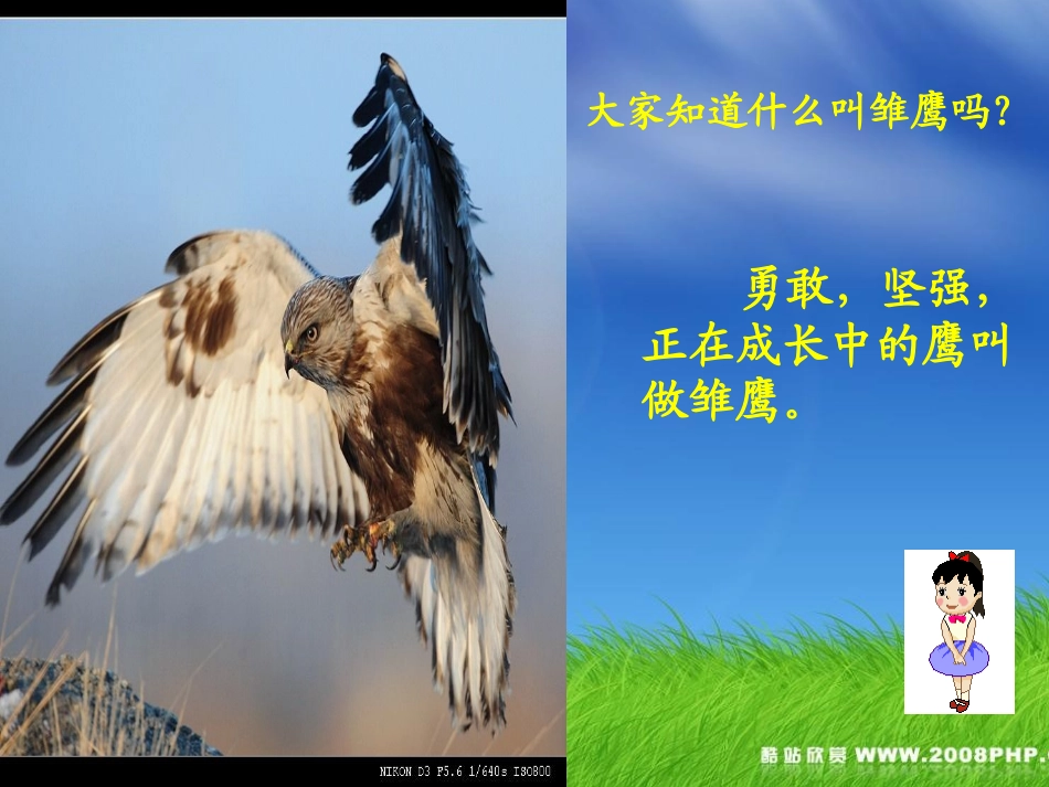 《雏鹰之歌》课件_第3页