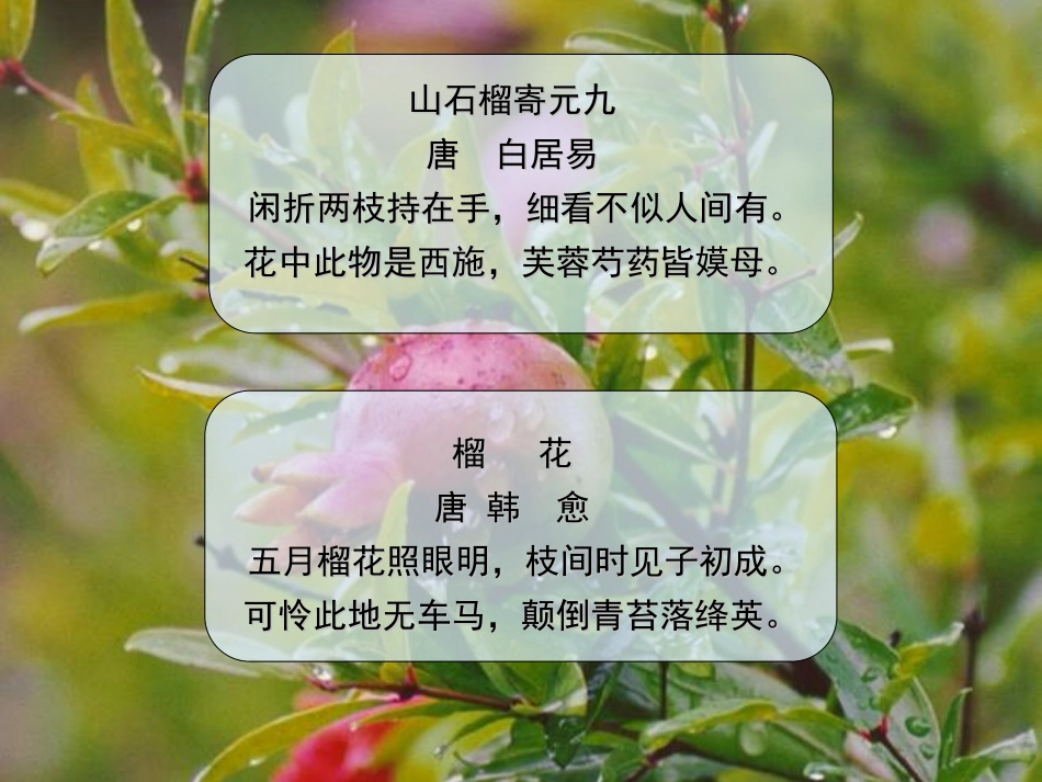 八年级语文下册3石榴-课件_第2页