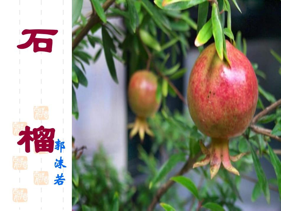 八年级语文下册3石榴-课件_第3页