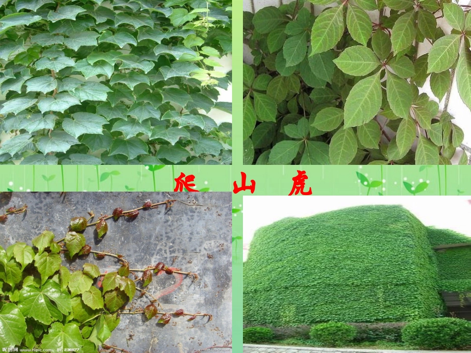 爬山虎的脚课件来小涛_第2页