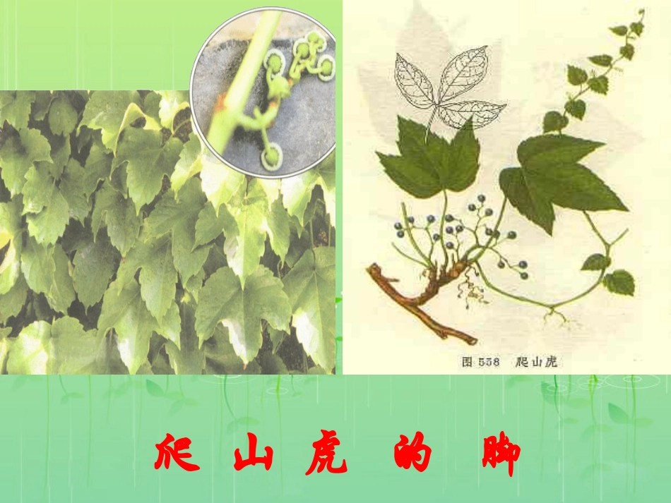 爬山虎的脚课件来小涛_第3页