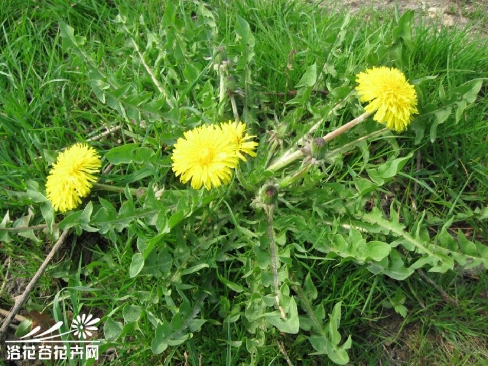 ⁪金色的草地_第3页