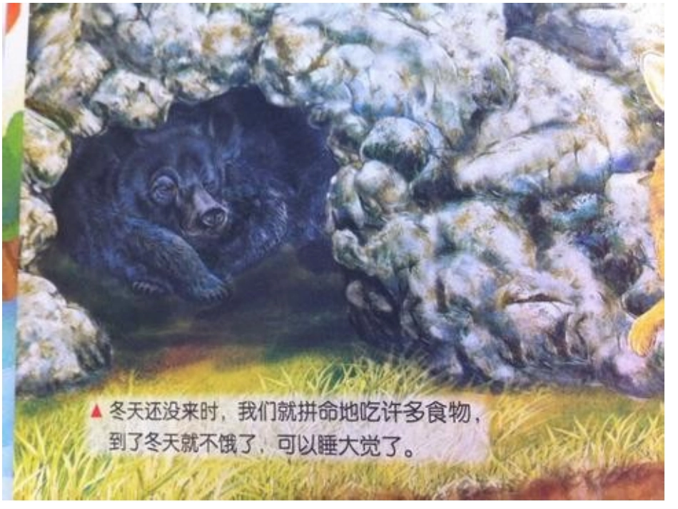 大班科学课件：动物过冬办法多_第3页