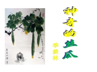 《神奇的丝瓜》5课件11