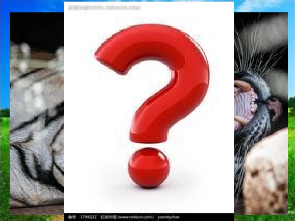 学儿歌-两只老虎_第1页