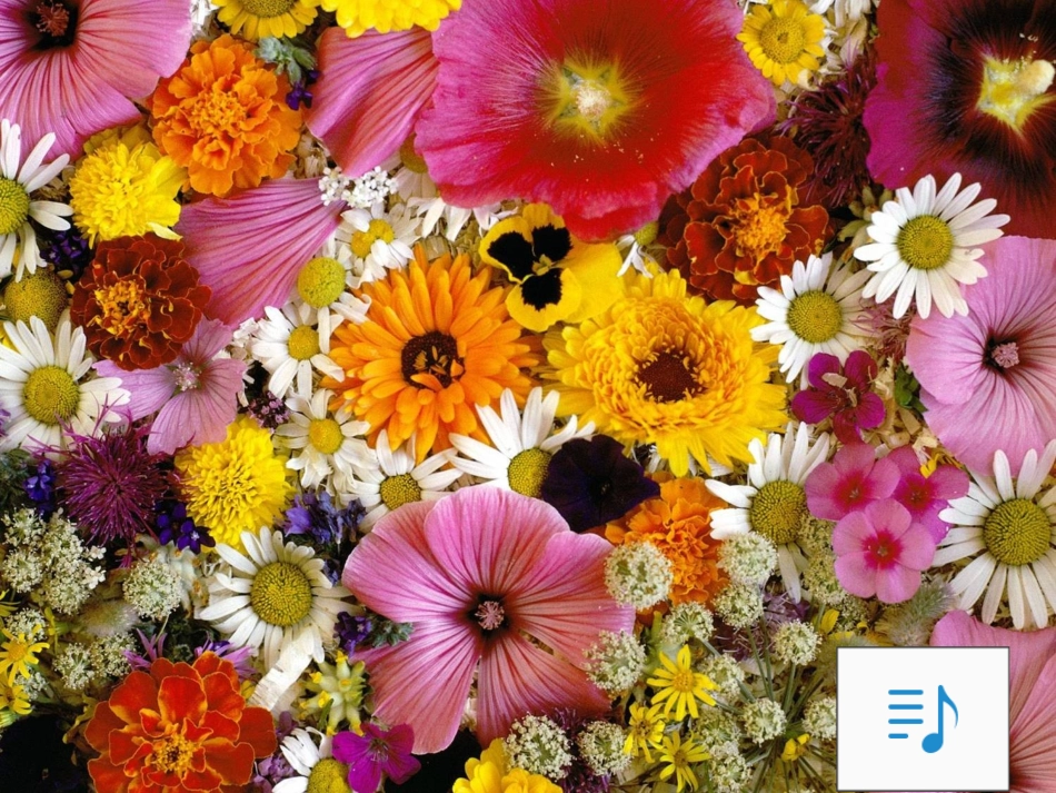 《圆的认识》课件_第2页