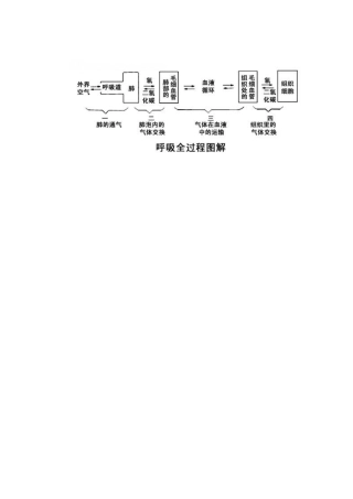 呼吸全过程图解Document