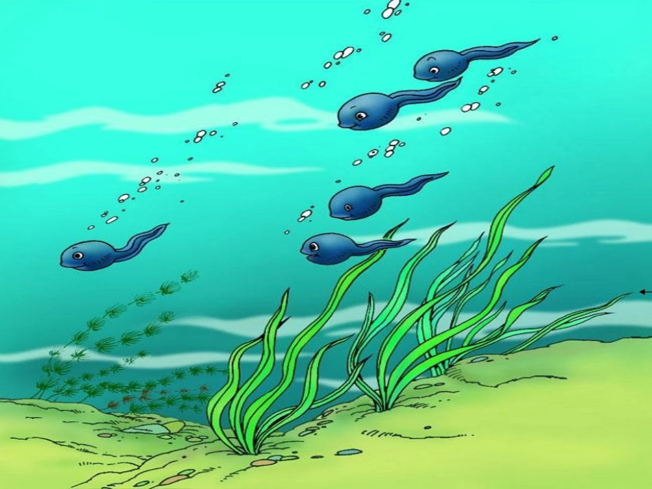 英语讲故事课件“小蝌蚪找妈妈”配乐PPT_第3页