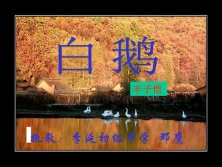 《白鹅》课件