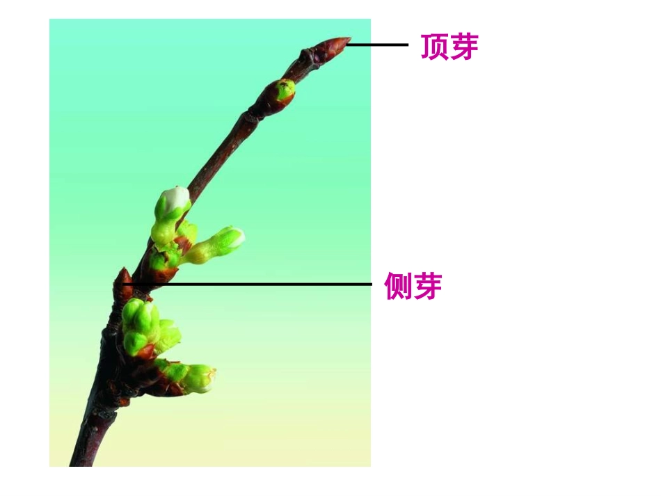 茎的输导功能1_第2页