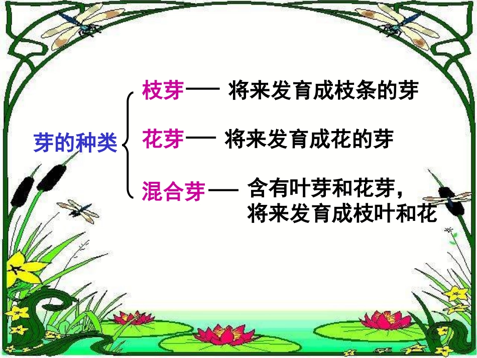 茎的输导功能1_第3页