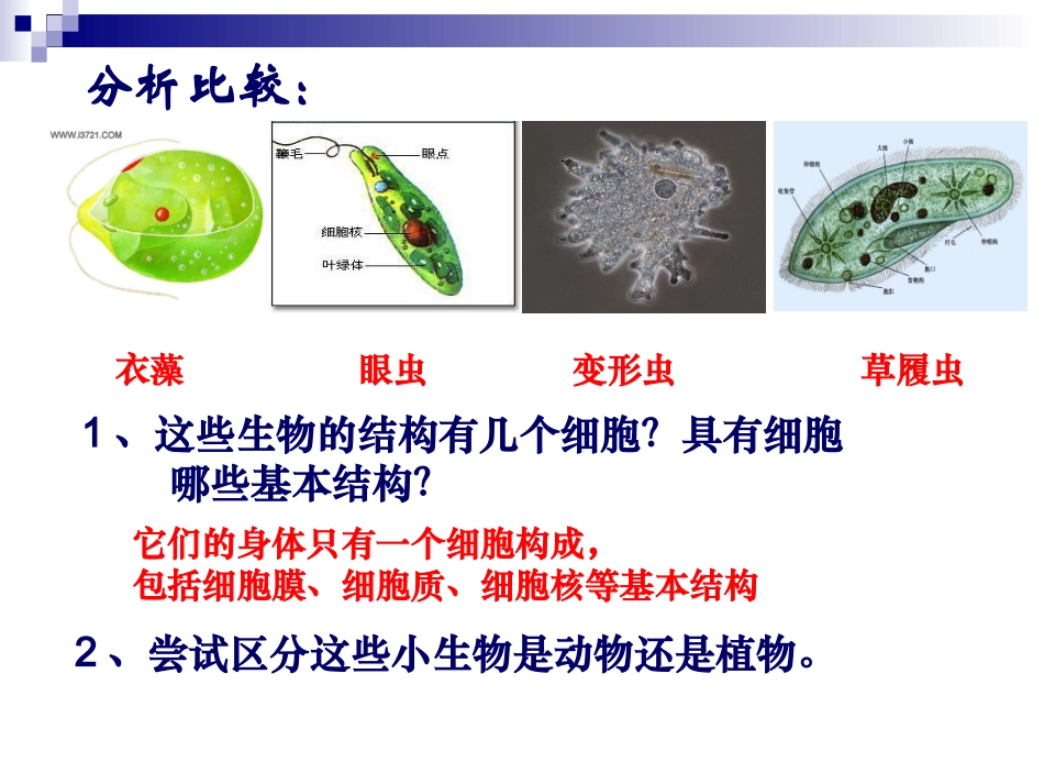 人教版七上第二章第四节+单细胞生物（共34张PPT）_第3页
