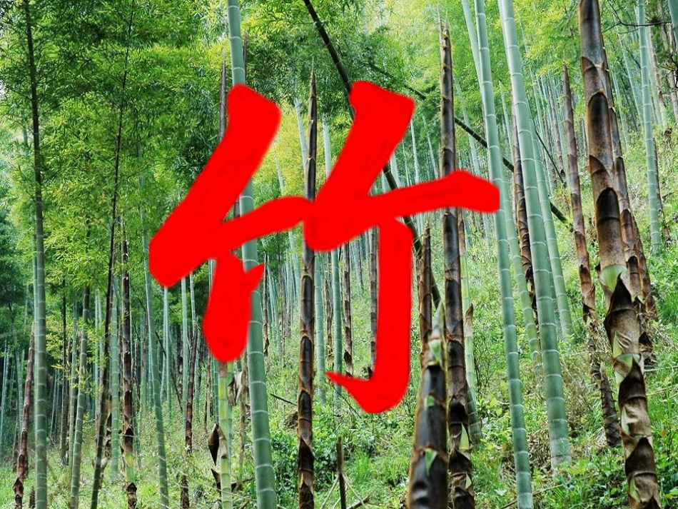 语文版七年级上第11课《竹林深处人家》精品课件_第3页