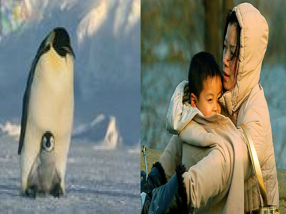 《慈母情深》课件1_第1页