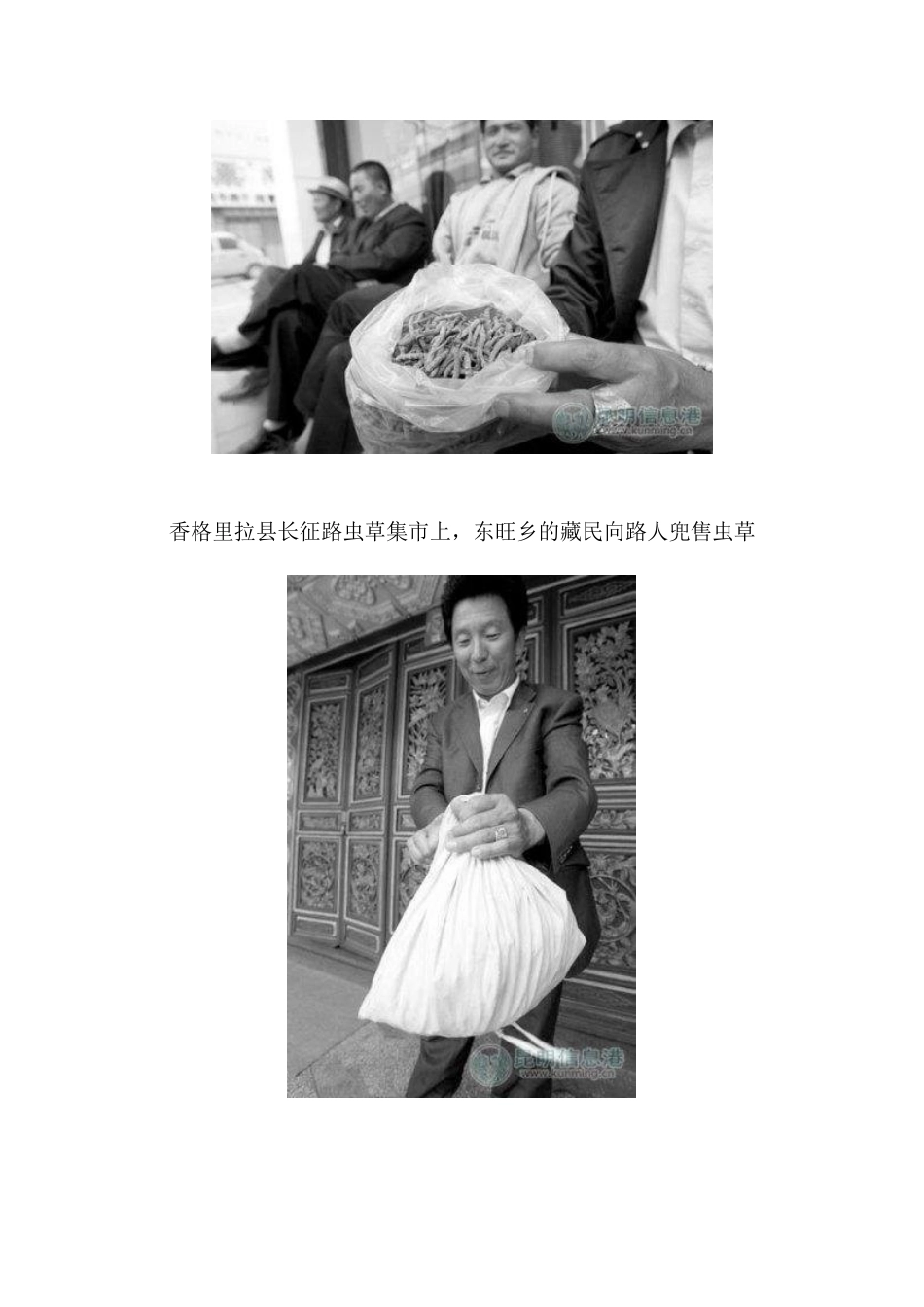 云南虫草价格40年涨1万倍每公斤最高卖46万（多图）_第2页