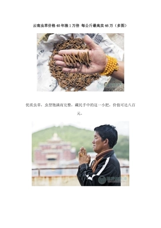 云南虫草价格40年涨1万倍每公斤最高卖46万（多图）