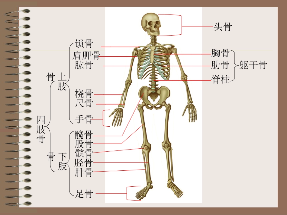 《人体的运动与支持》演示文稿_第3页