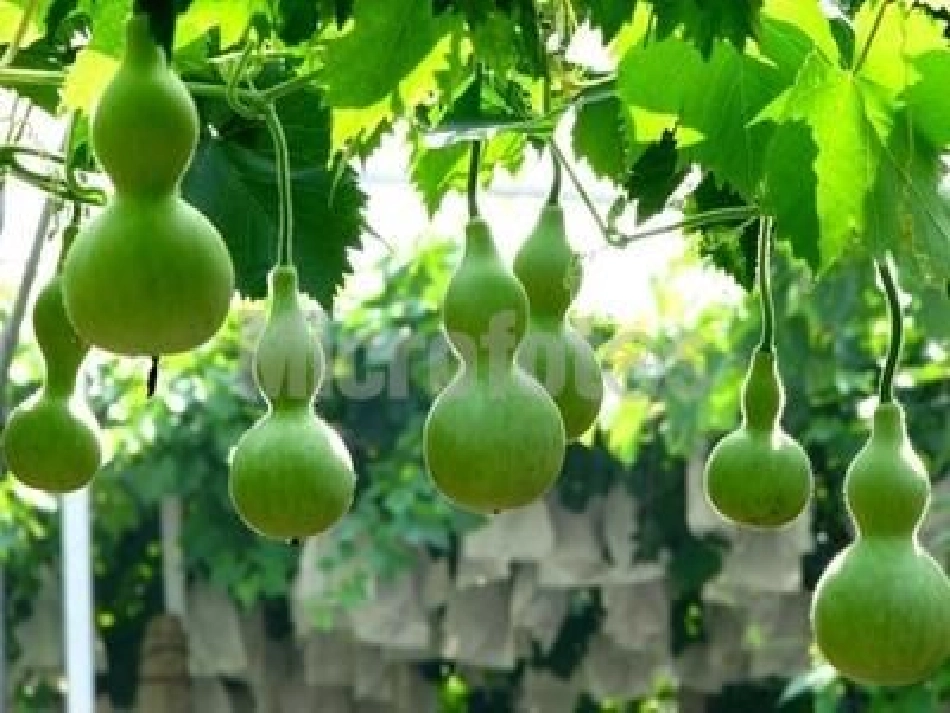 小学人教版二年级语文上册《14、我要的是葫芦》_第2页