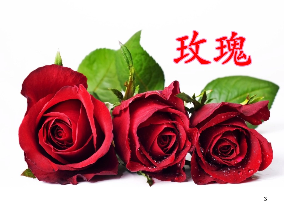 《我喜欢的花》课件肖萍_第2页