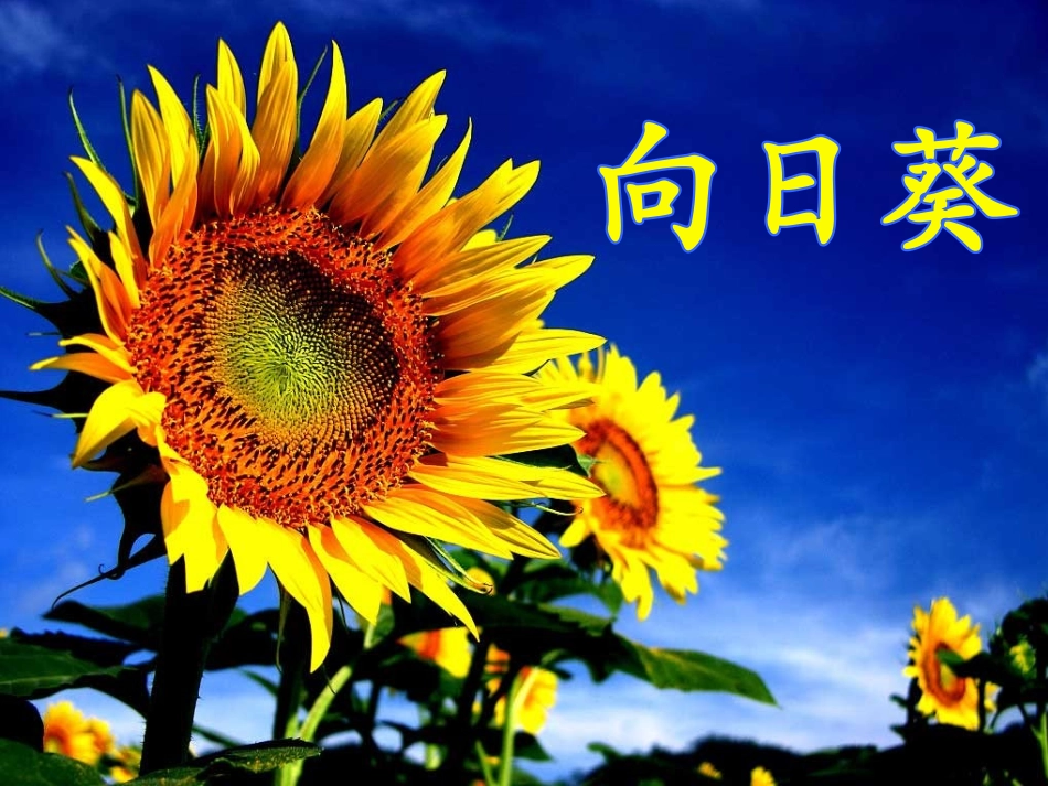 《我喜欢的花》课件肖萍_第3页