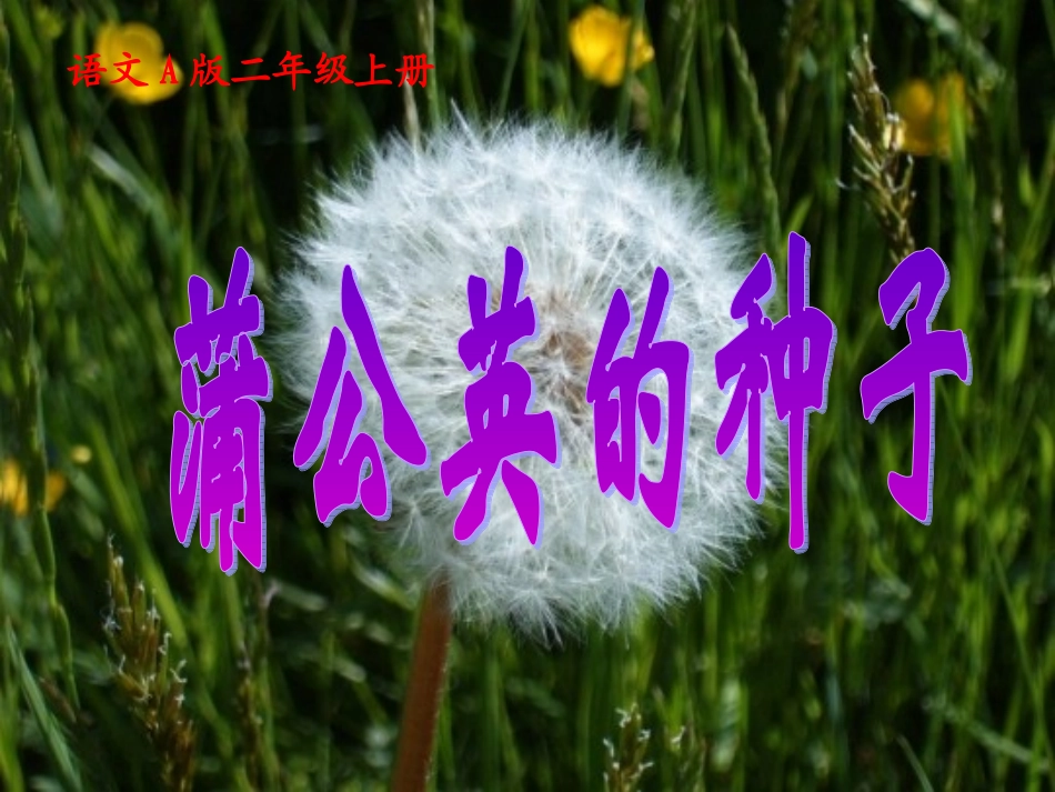 蒲公英的种子_第1页