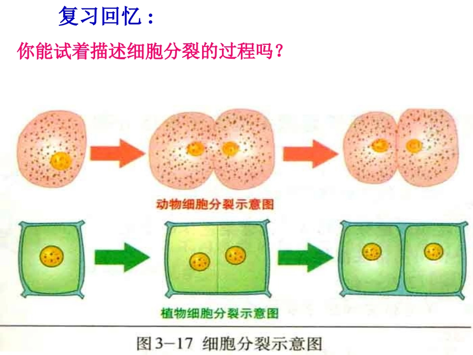 生物体的结构层次复习课_第1页
