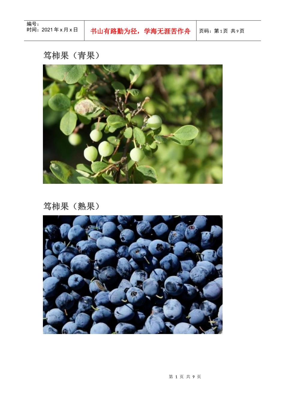 大兴安岭常见植物_第1页